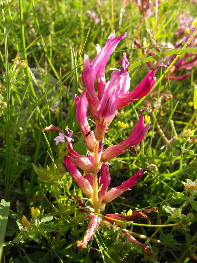 Astragalus monspessulanus